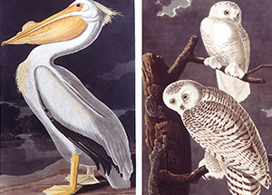 From left, American White Pelican and Snowy Owl 